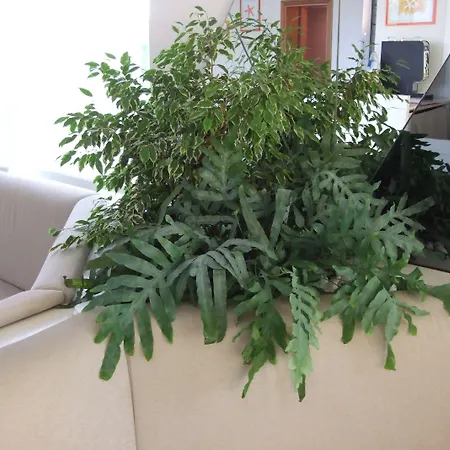 Manuela فندق تّشيرفييا